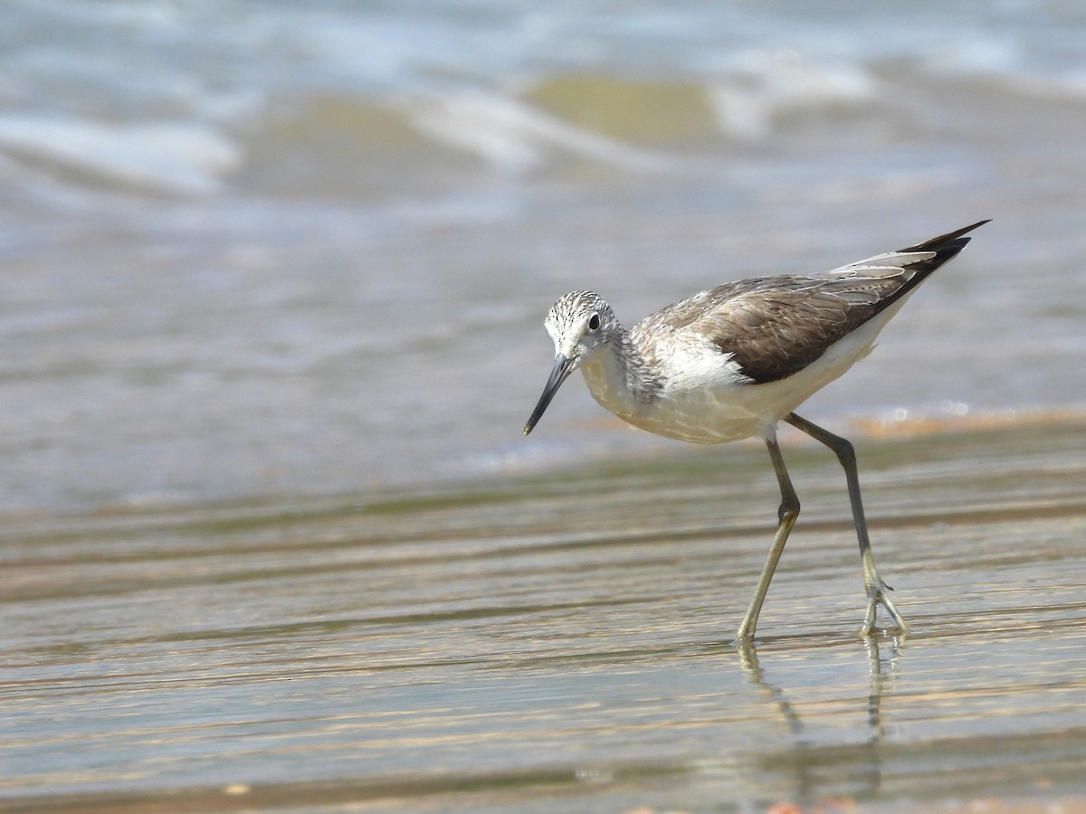 Common Greenshank - ML614910412