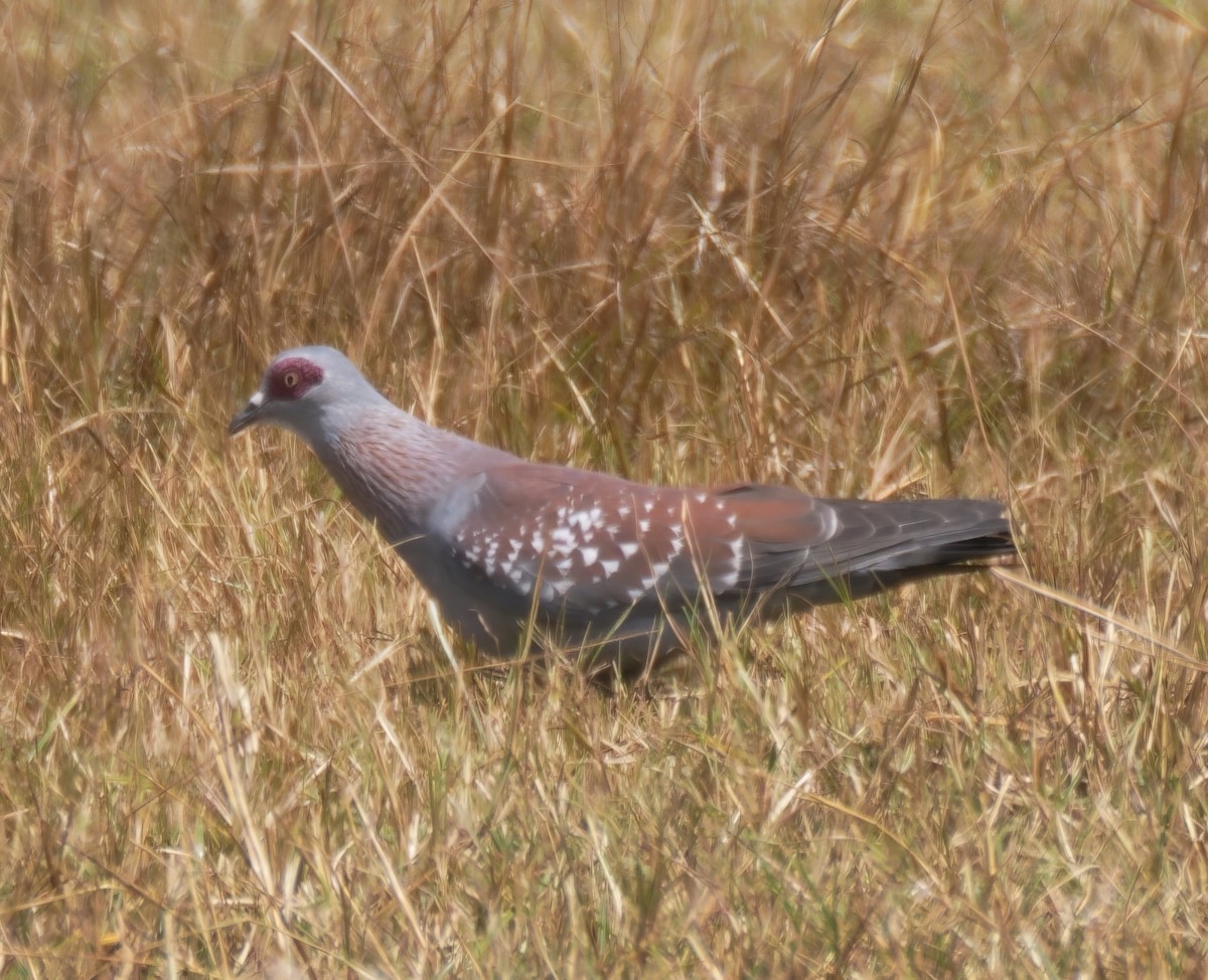 Speckled Pigeon - ML614910413