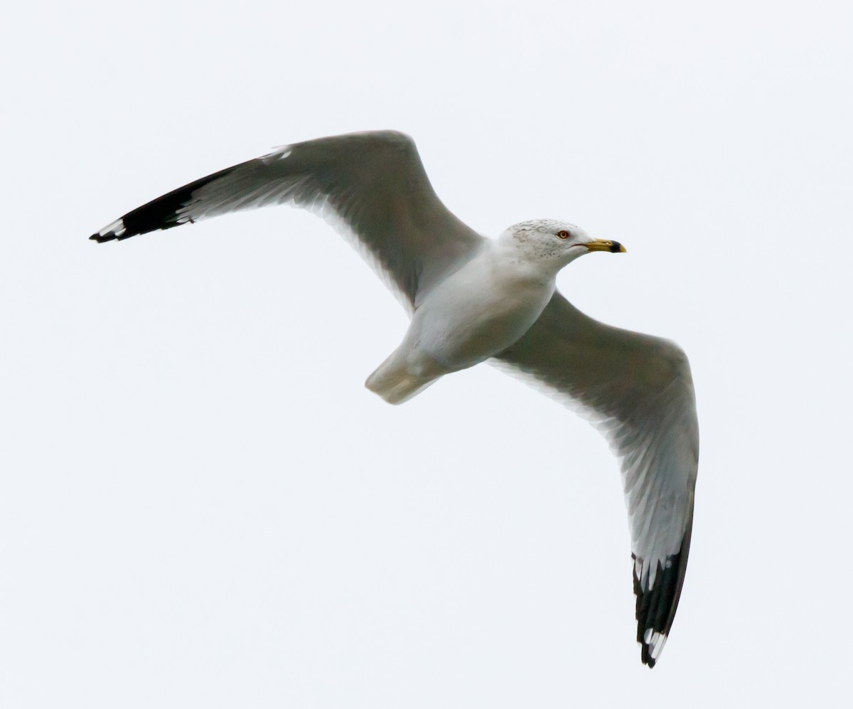 Ring-billed Gull - ML614910426