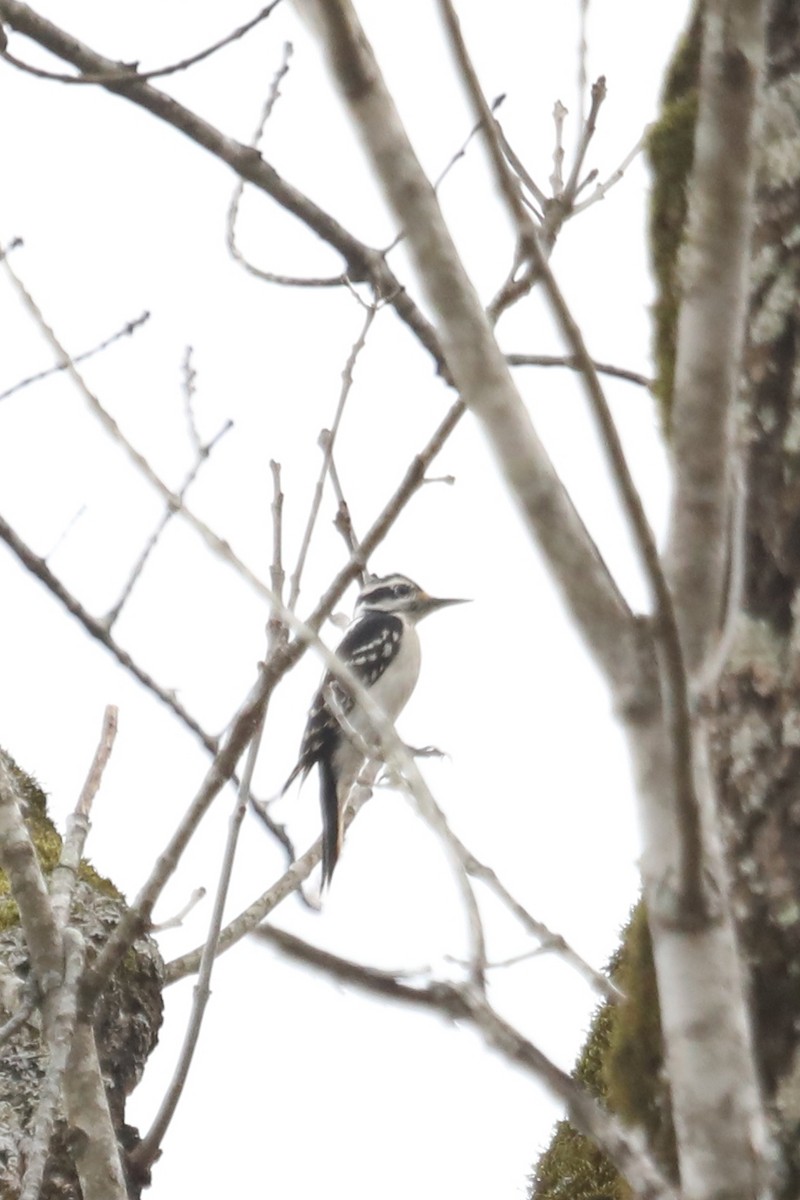 Hairy Woodpecker - ML614910428