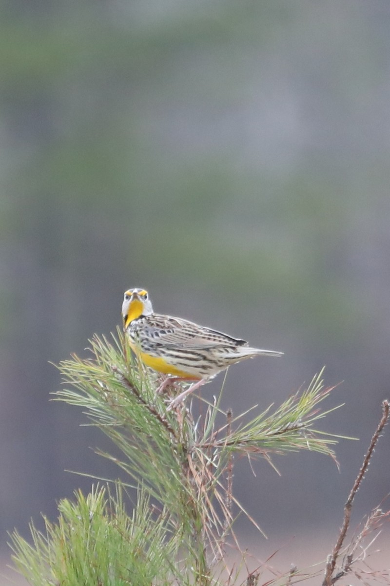 Eastern Meadowlark - ML614910451