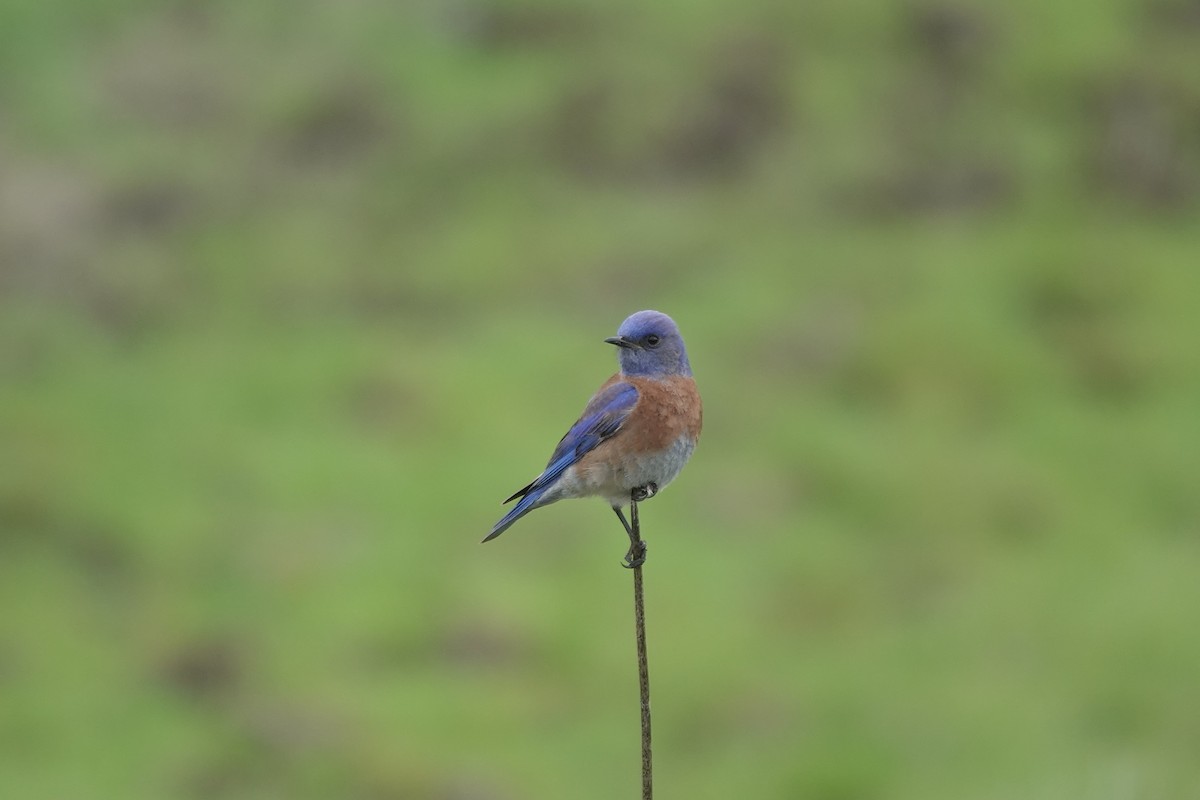 Western Bluebird - Erica Rutherford/ John Colbert