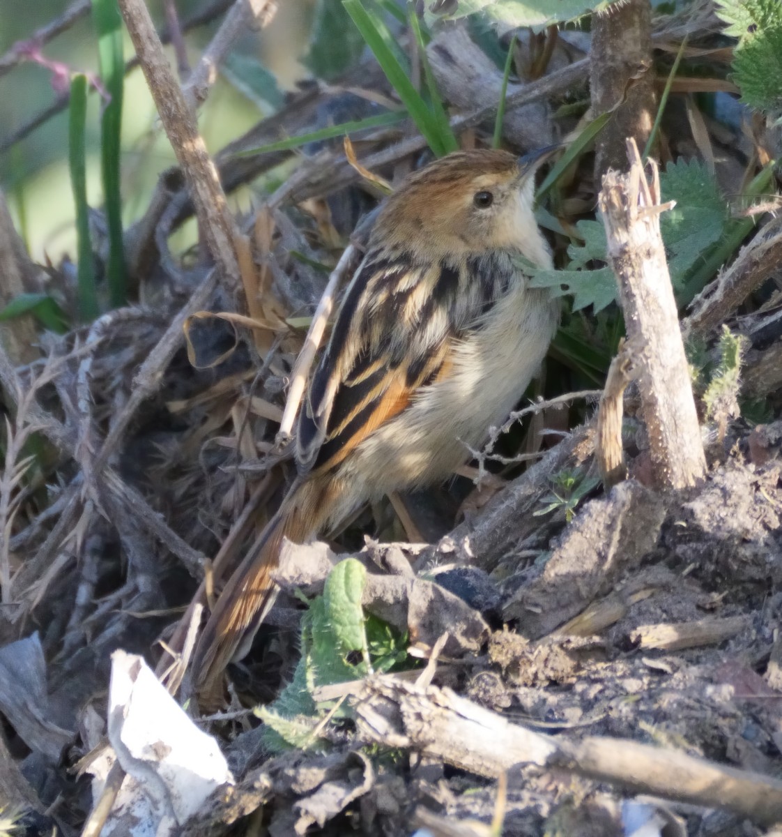 Ethiopian Cisticola - ML614910555