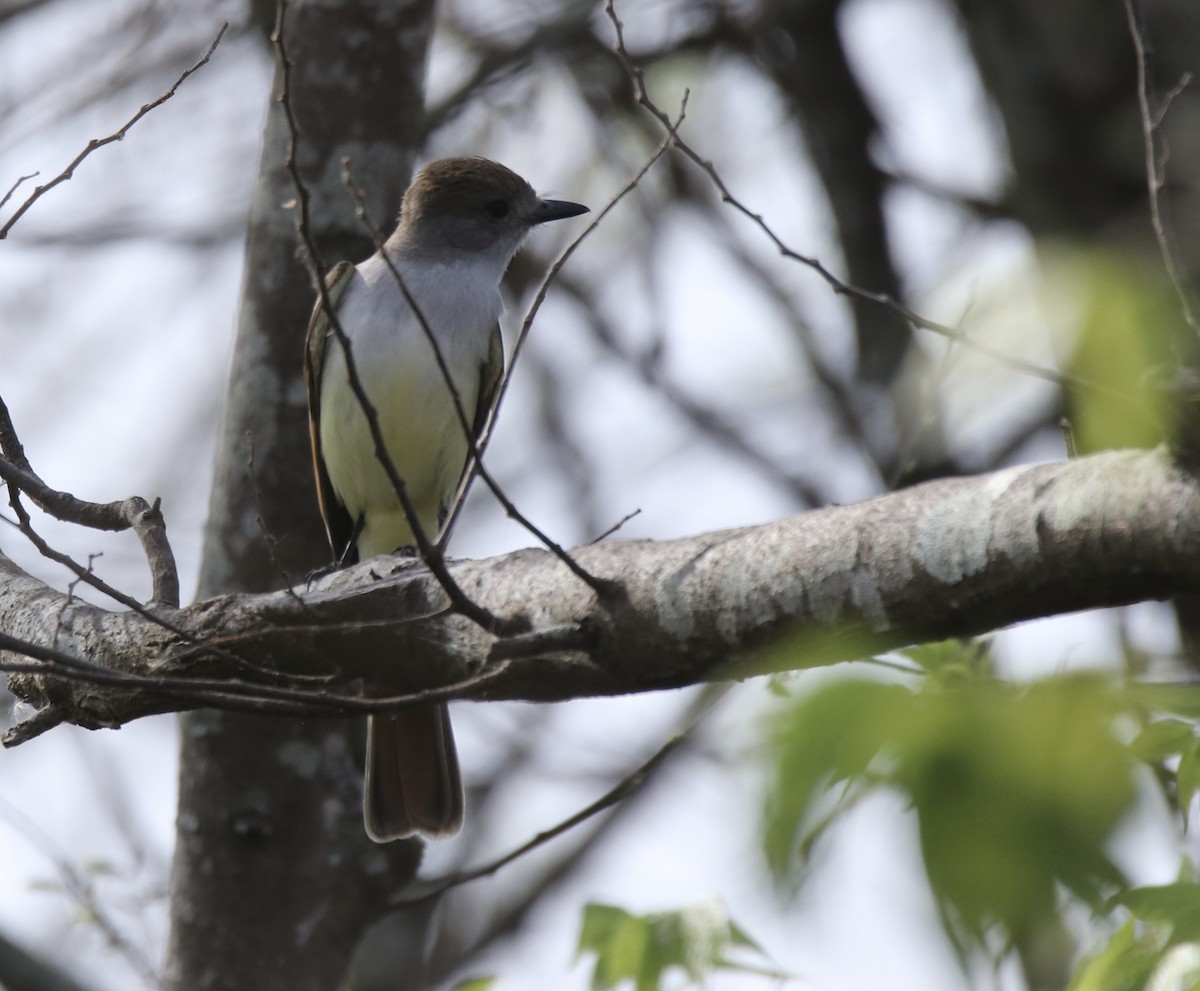 Ash-throated Flycatcher - Steve McAllister