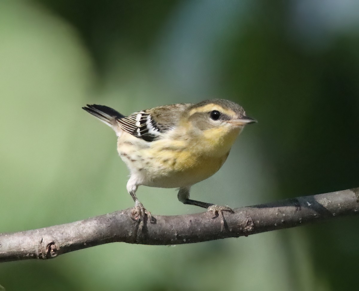 Blackburnian Warbler - Elizabeth Winter