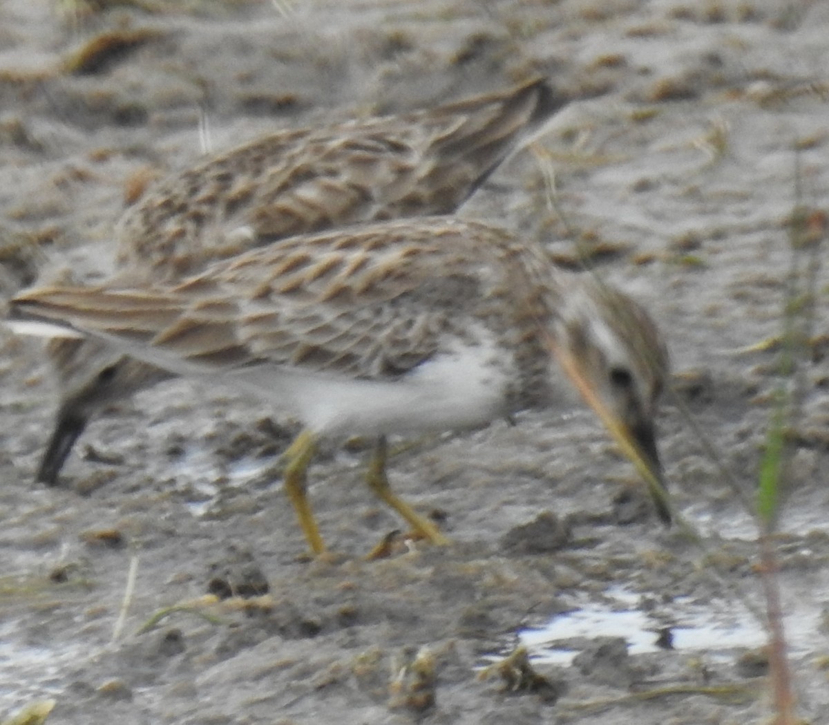 Least Sandpiper - ML614910665