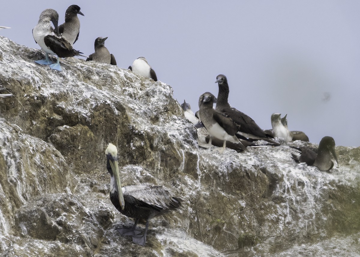 Brown Pelican - ML614910771