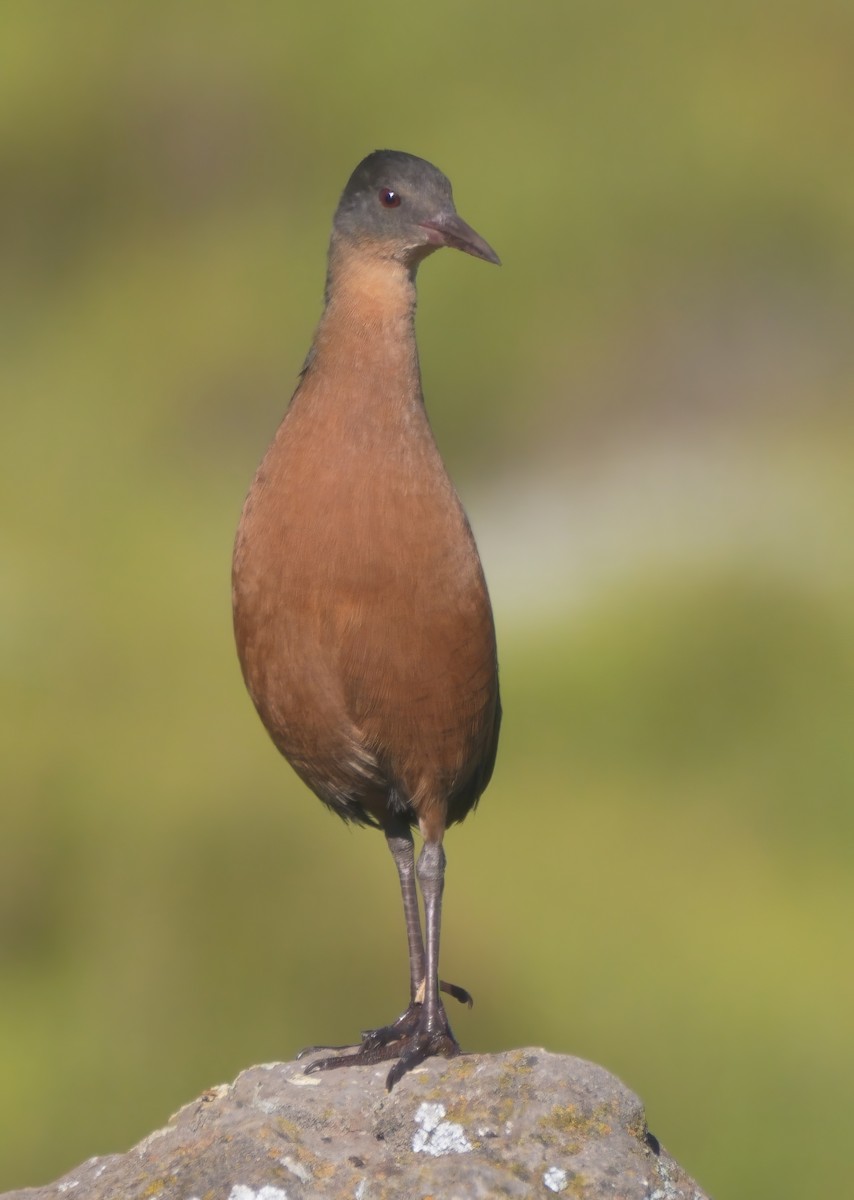 Rouget's Rail - Tracy McLellan