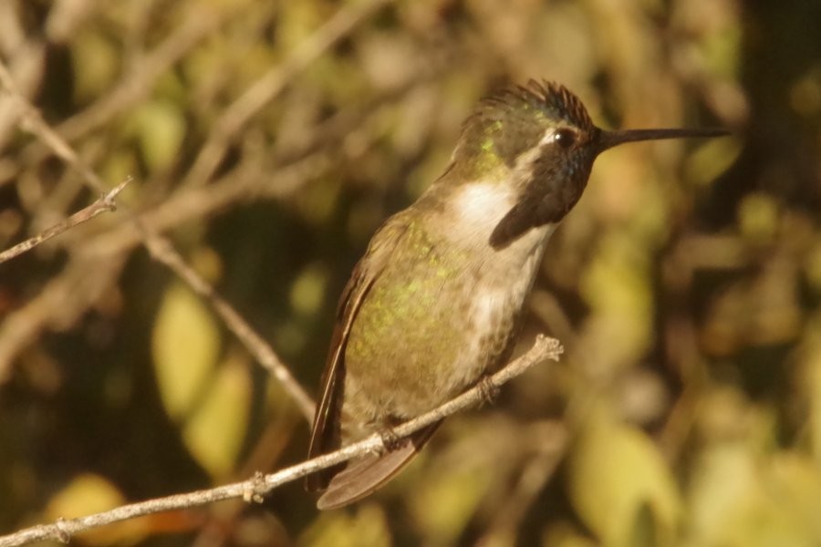 Colibrí de Costa - ML614910845