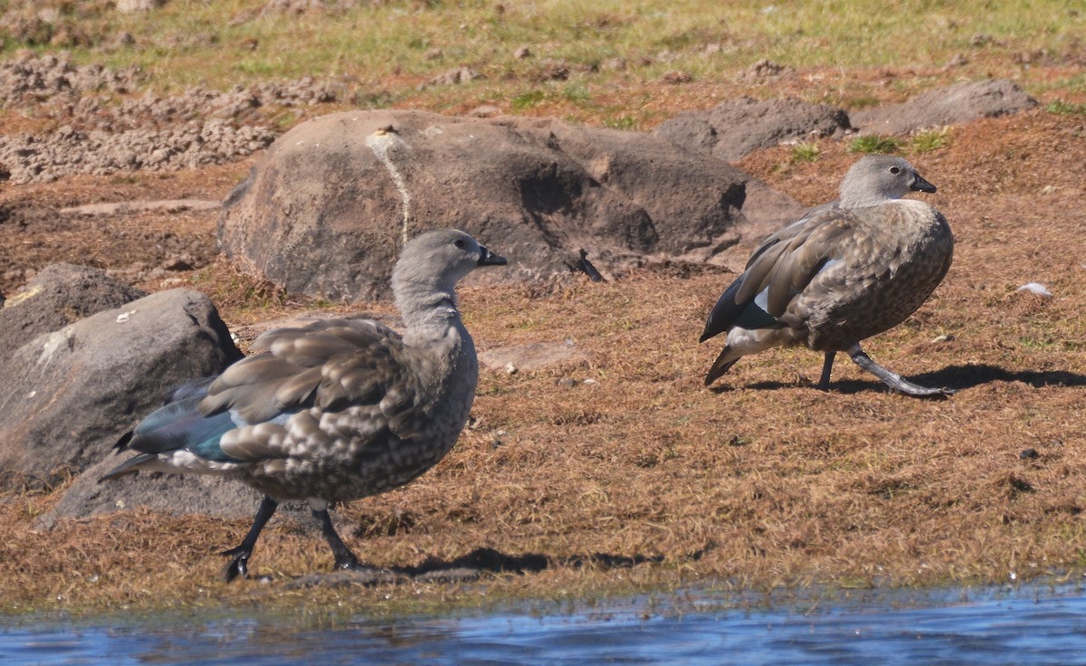 Blue-winged Goose - ML614910860