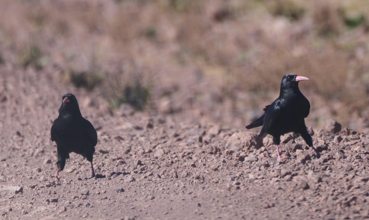 Red-billed Chough - ML614910899