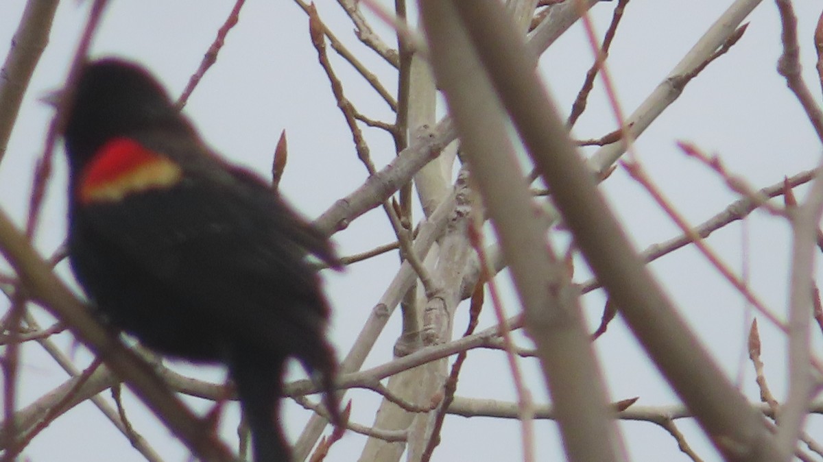 Red-winged Blackbird - ML614910929