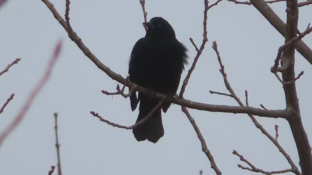 Red-winged Blackbird - ML614910937