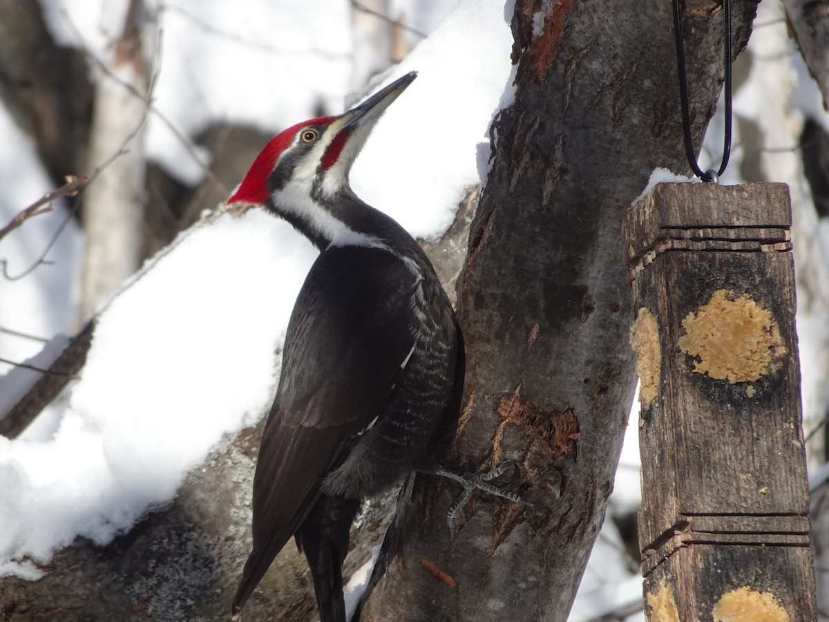 Pileated Woodpecker - ML614910970