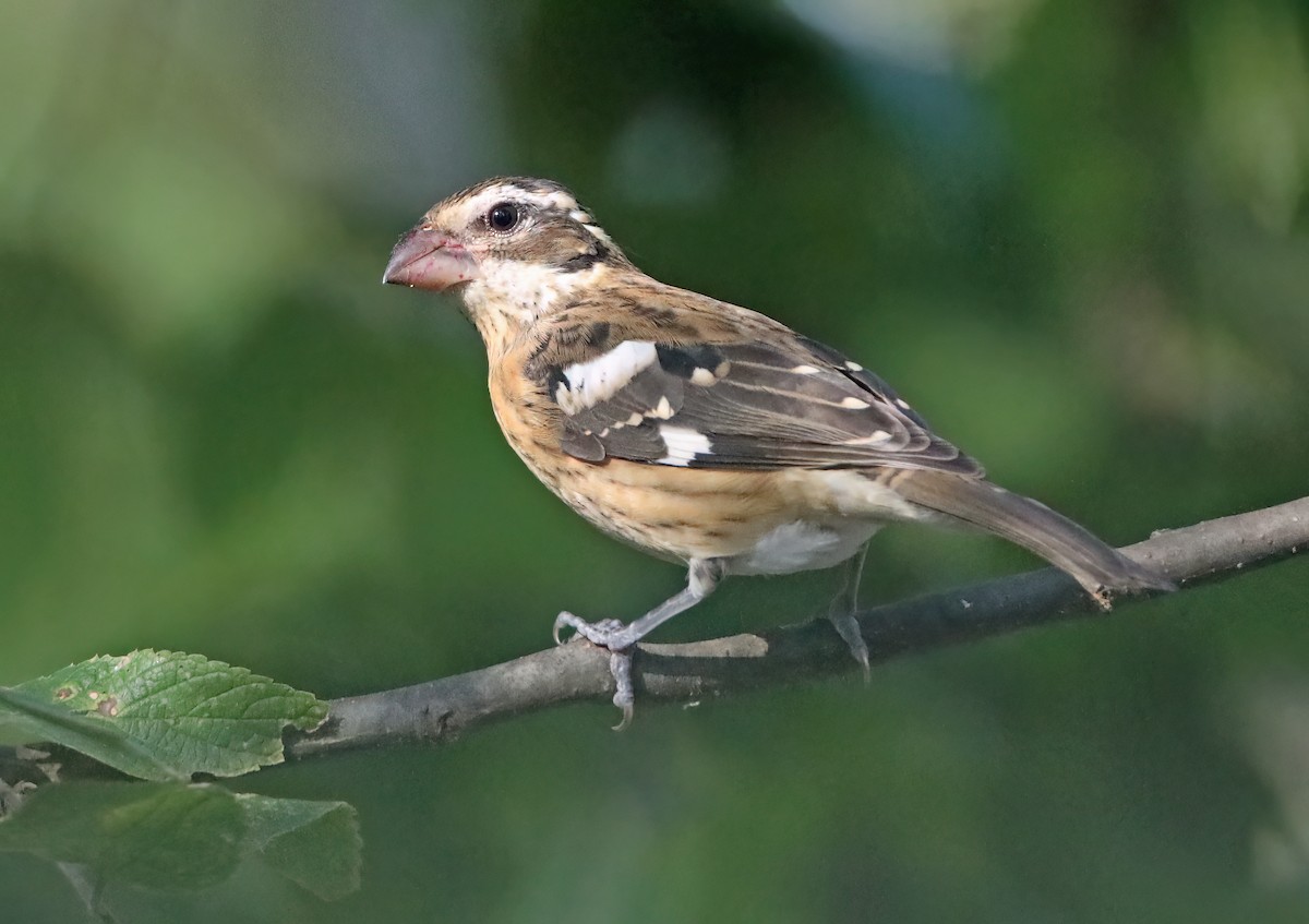 Rose-breasted Grosbeak - Elizabeth Winter