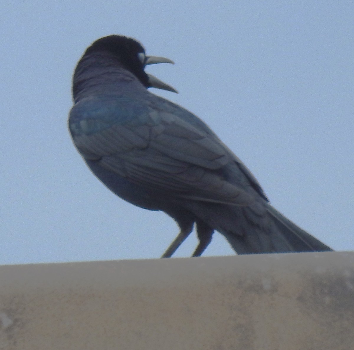 Boat-tailed Grackle - ML614911071