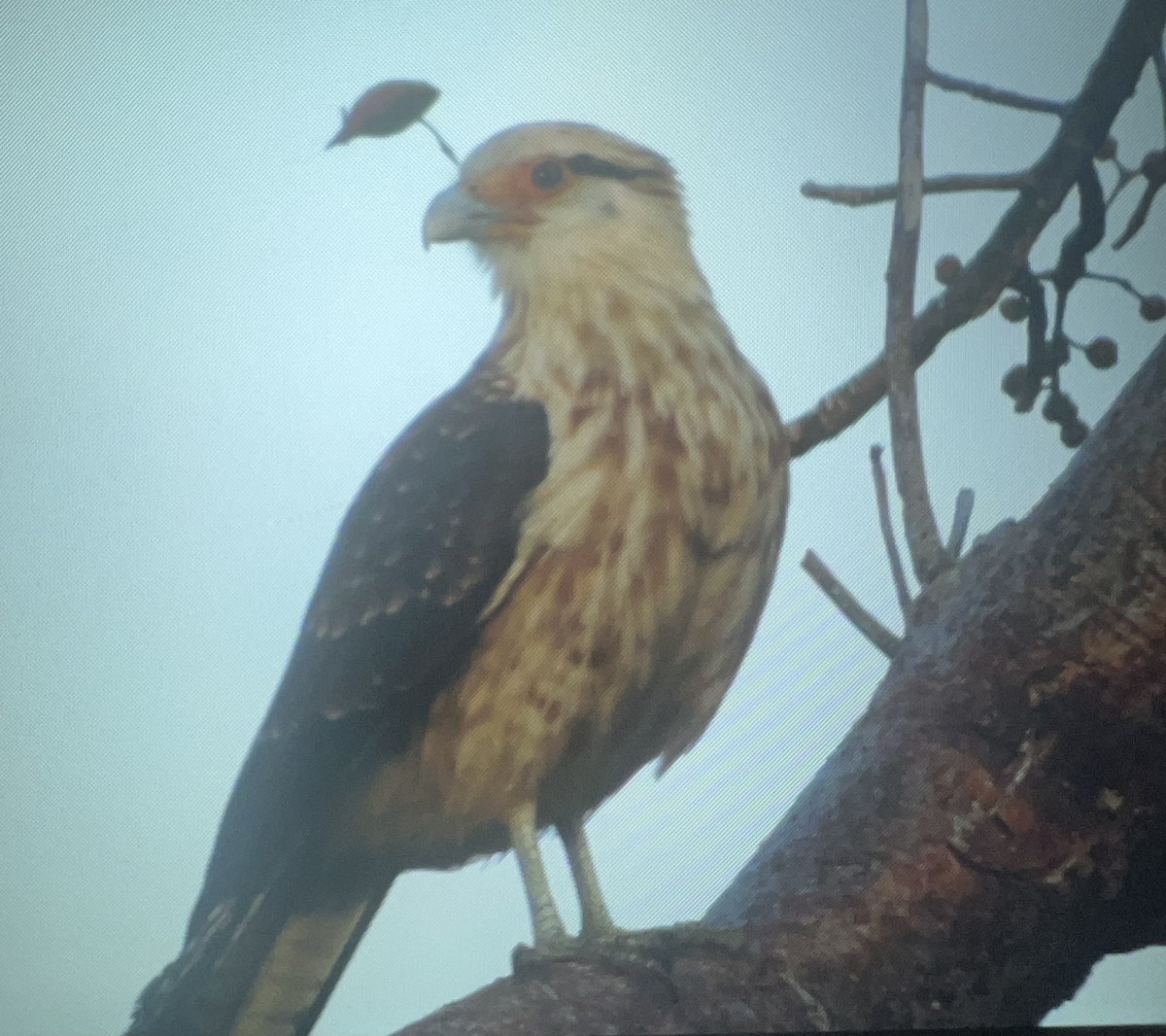 Caracara à tête jaune - ML614911085