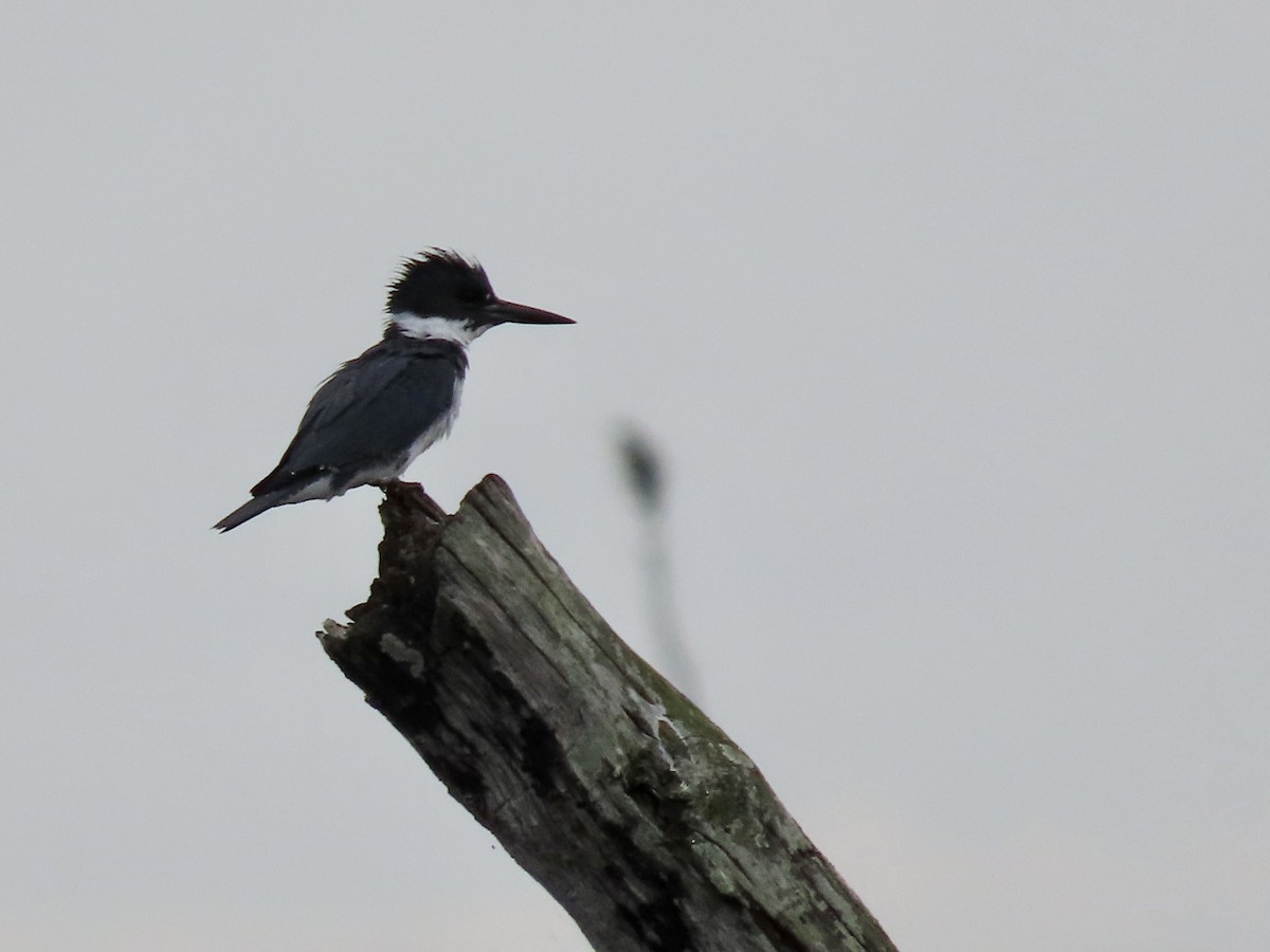 Belted Kingfisher - ML614911088