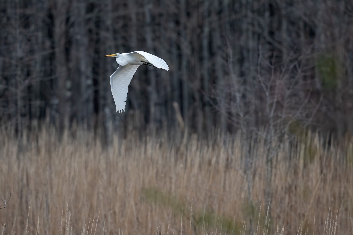 Great Egret - Patricia Dortch