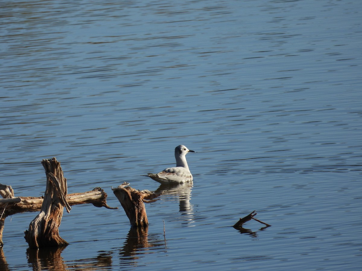 Bonaparte's Gull - ML614911109