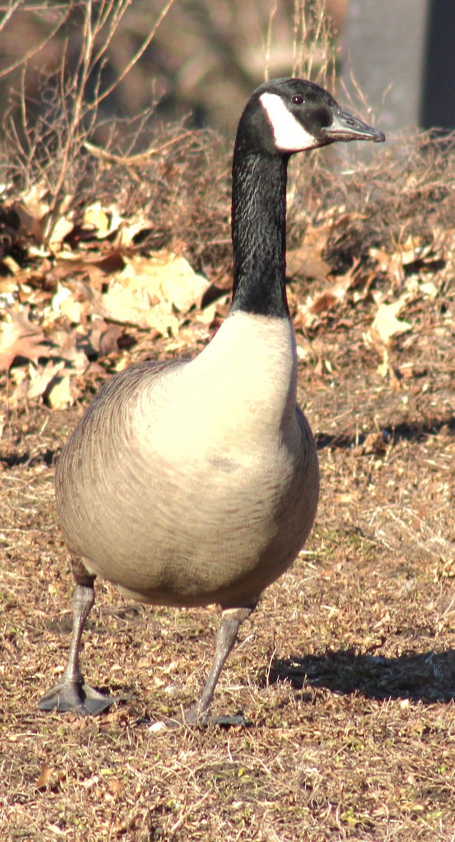 Canada Goose - ML614911177