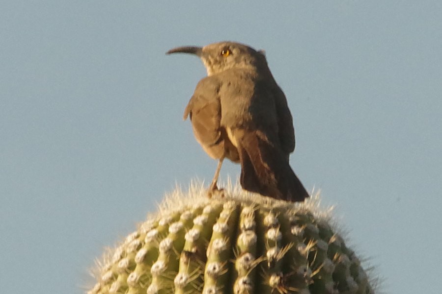 Curve-billed Thrasher - Pat Goltz