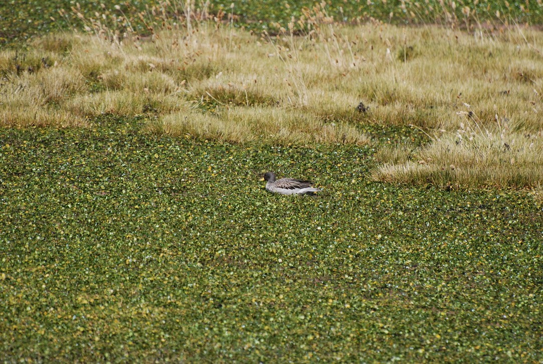 Yellow-billed Teal - ML614911238