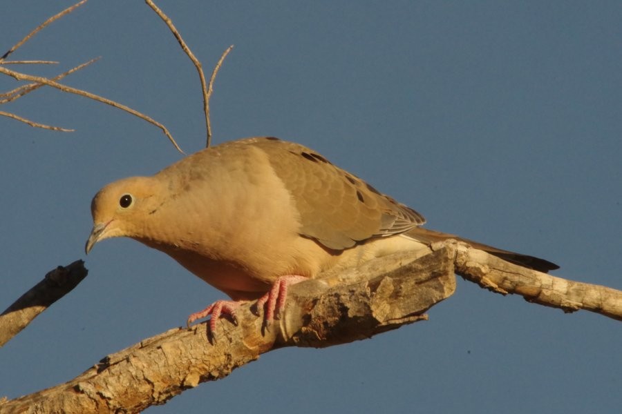 Mourning Dove - ML614911261