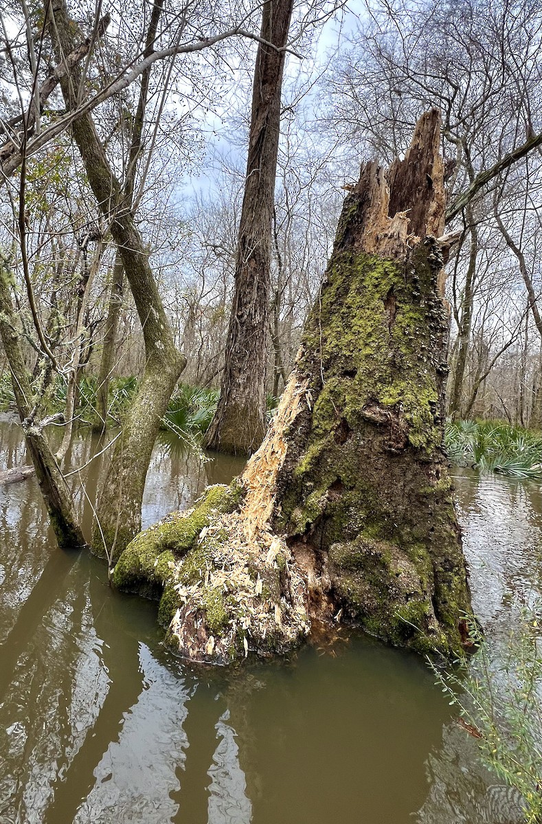 Жовна північна - ML614911313