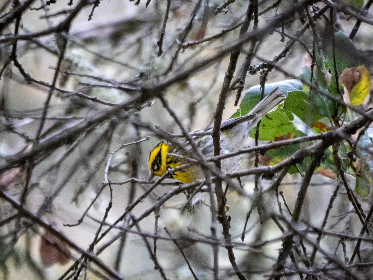 Townsend's Warbler - Lee Friedman