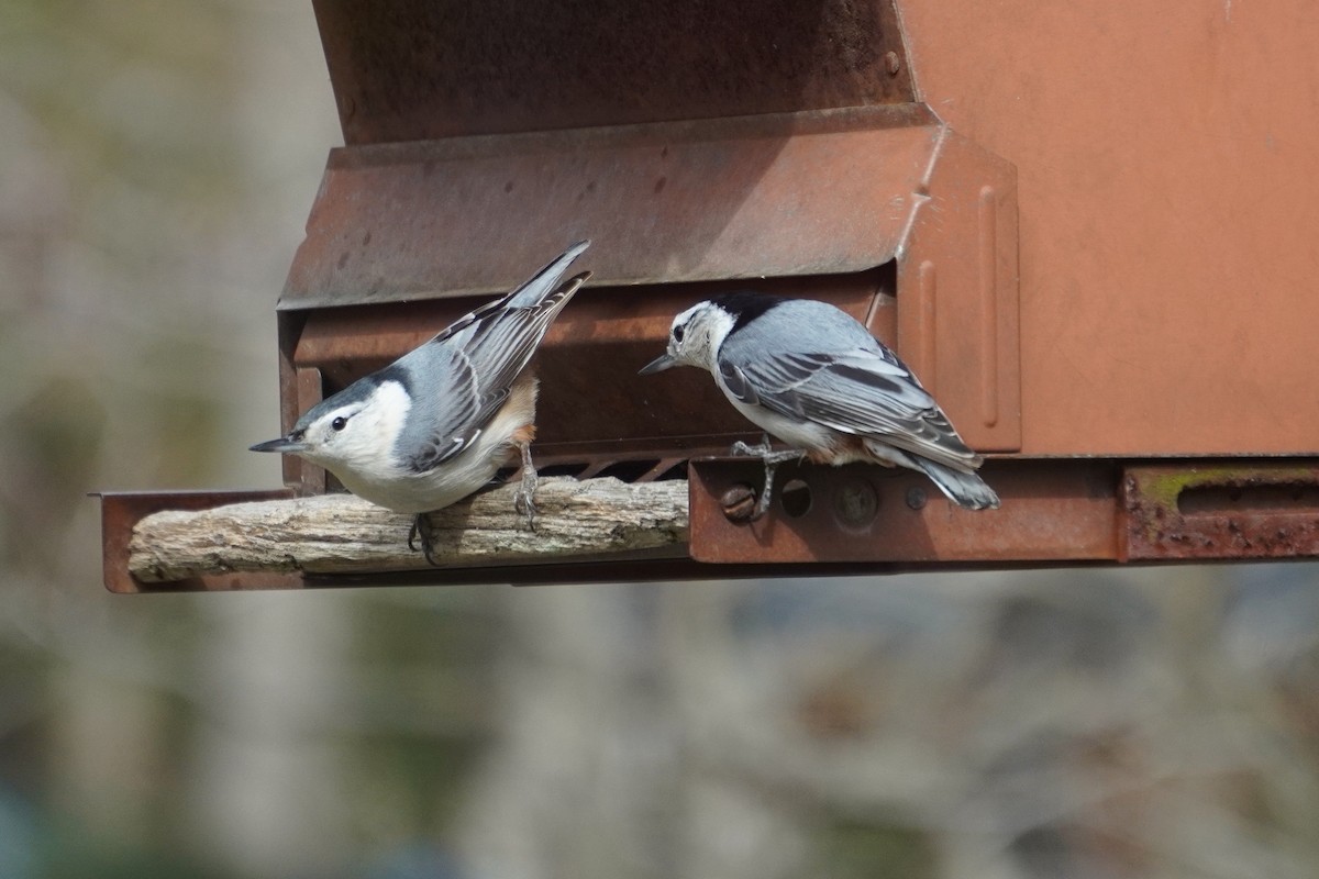 White-breasted Nuthatch - ML614911359