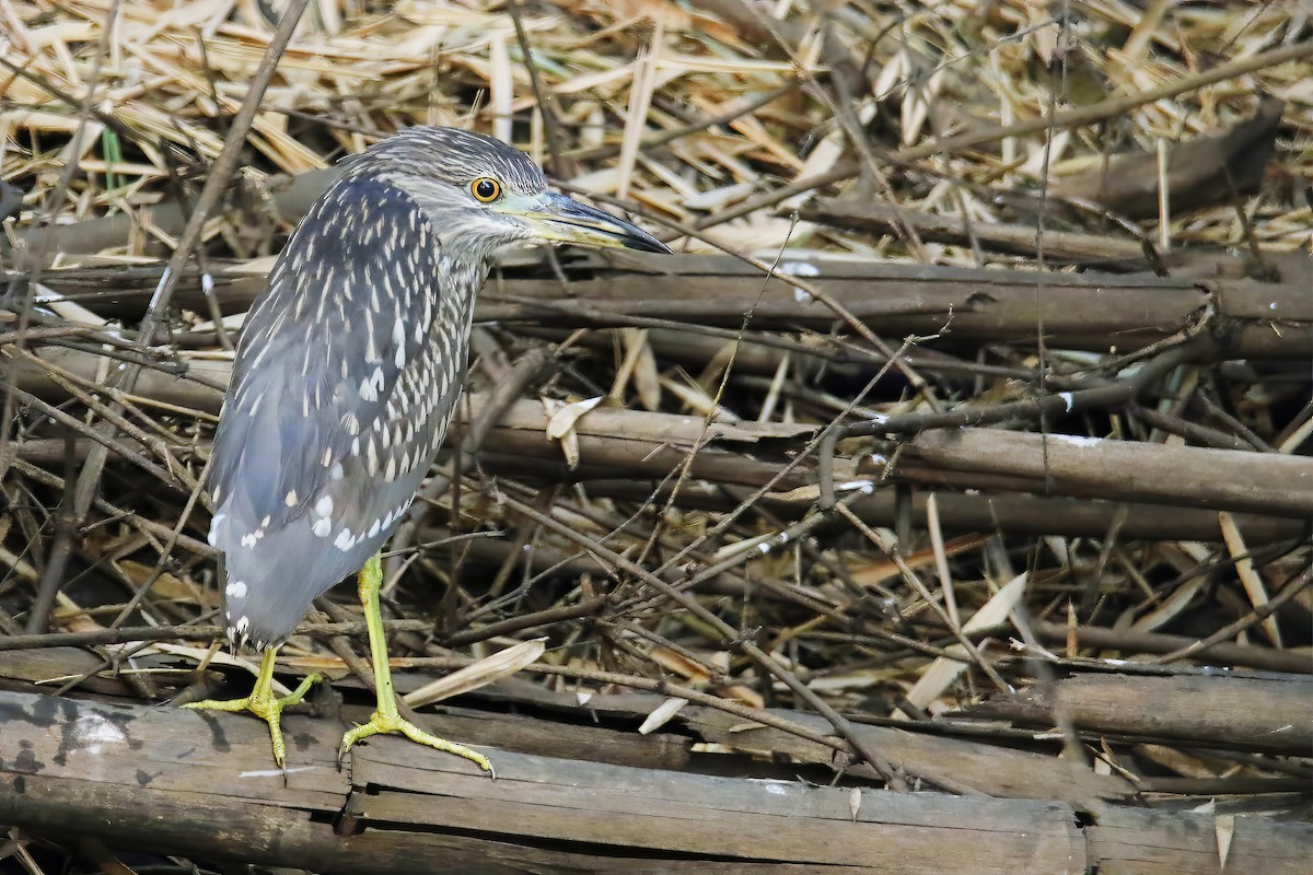 Квак звичайний (підвид nycticorax) - ML614911381