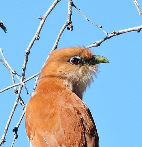 Squirrel Cuckoo - Mary-Jean Payeur