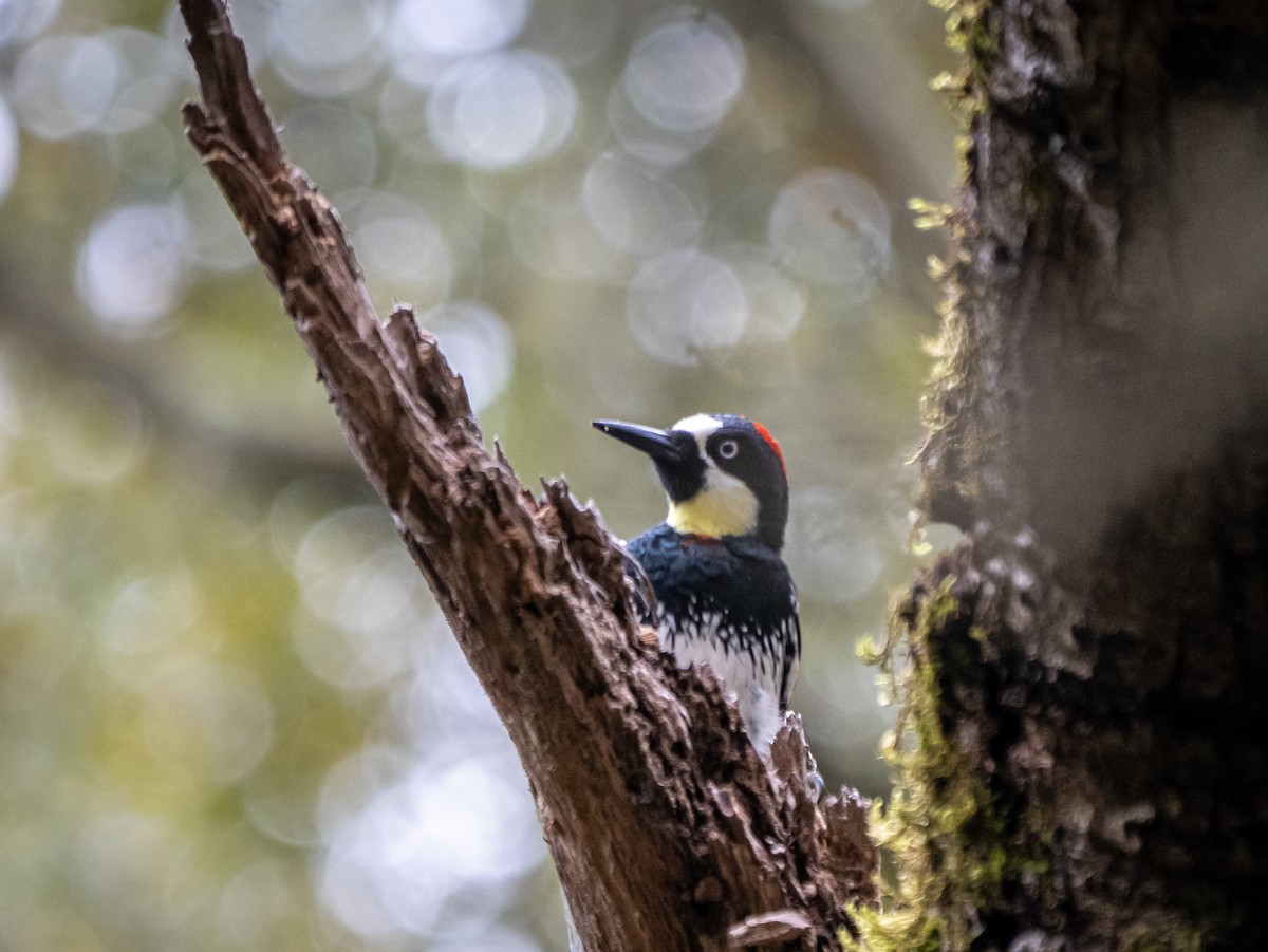 Acorn Woodpecker - Lee Friedman