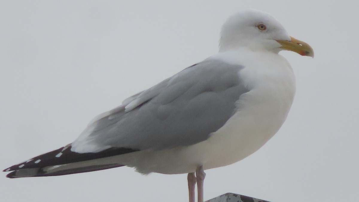 Herring Gull - ML614911470