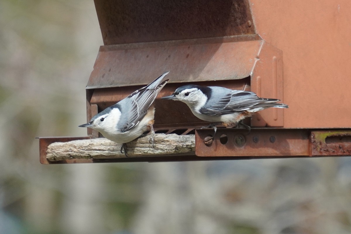 White-breasted Nuthatch - ML614911498