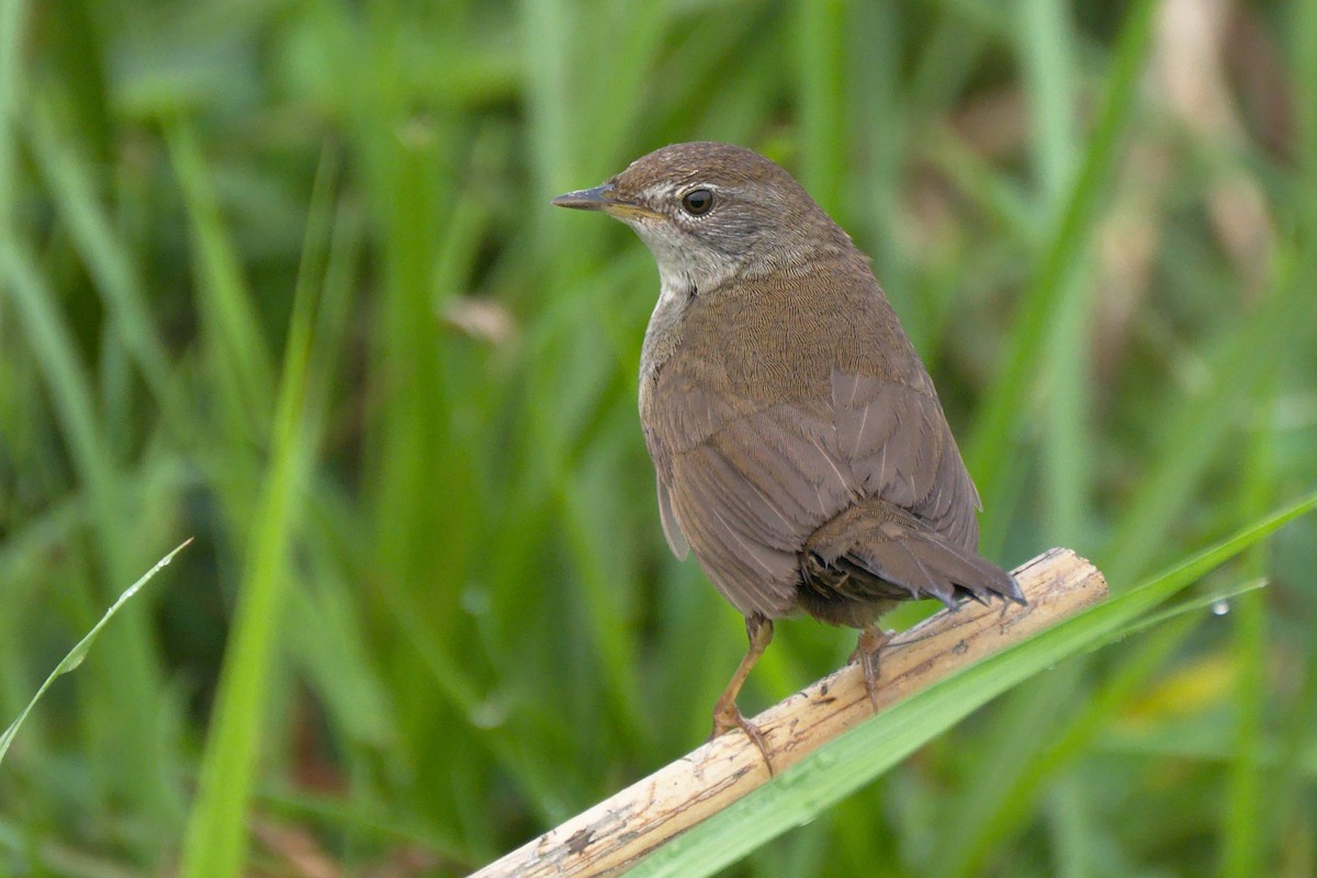 Spotted Bush Warbler - ML614911506