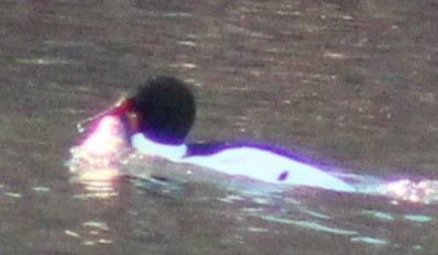 Common Merganser (North American) - ML614911507