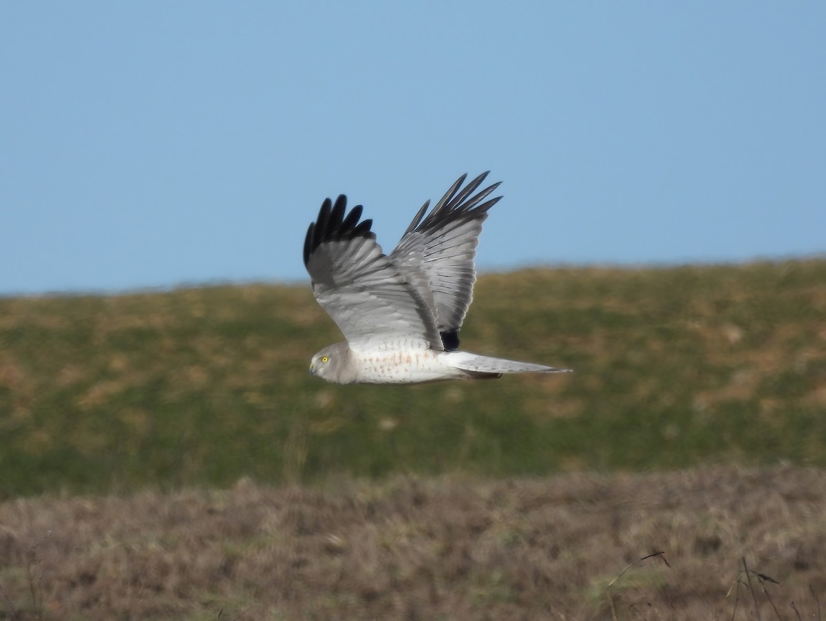 Northern Harrier - Jenny Young