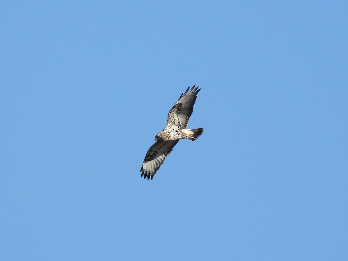 Rough-legged Hawk - ML614911629