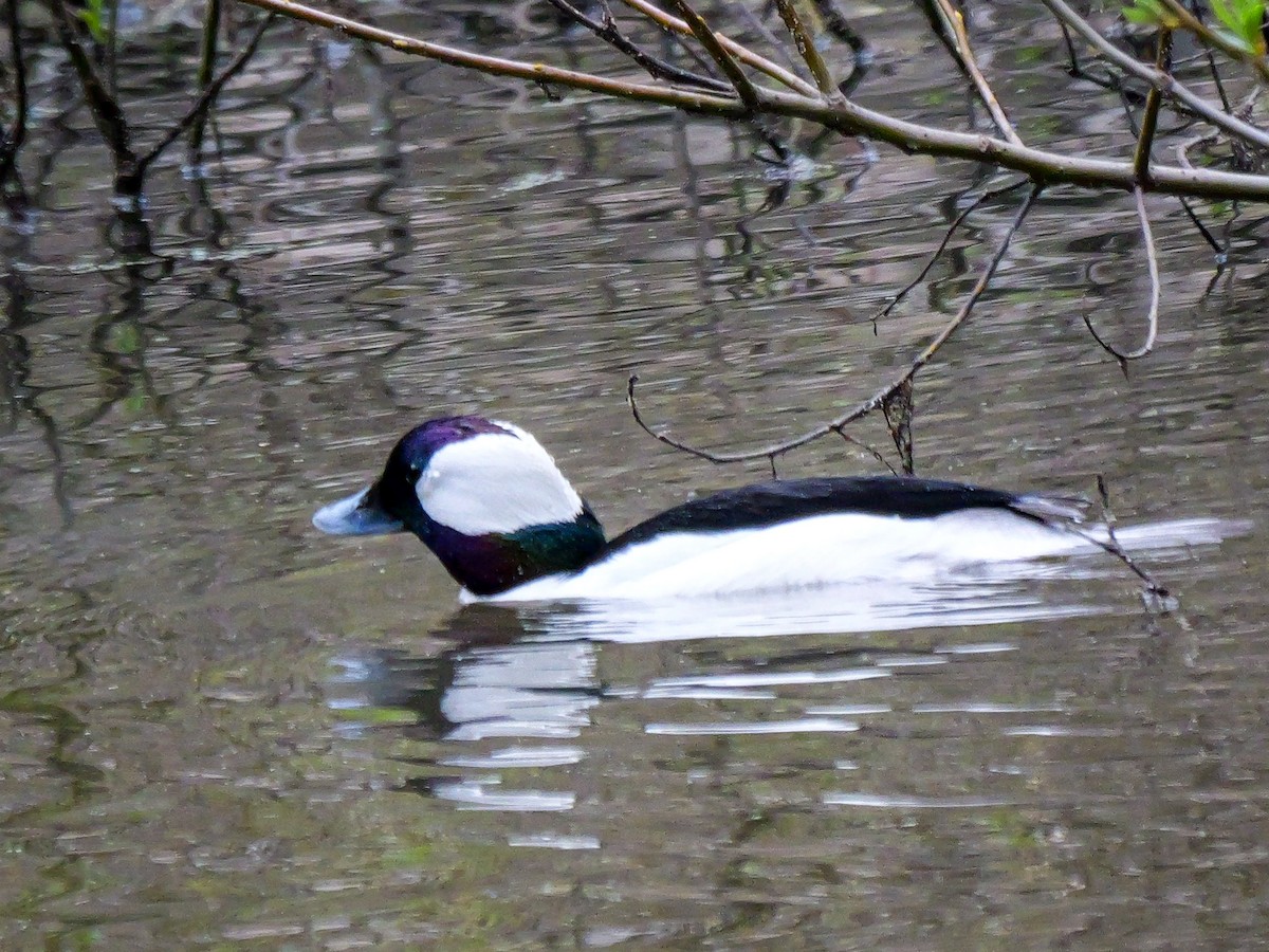 Bufflehead - Lee Friedman