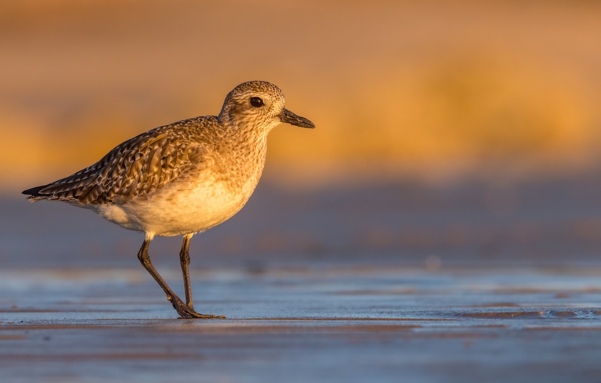 Black-bellied Plover - ML614911695