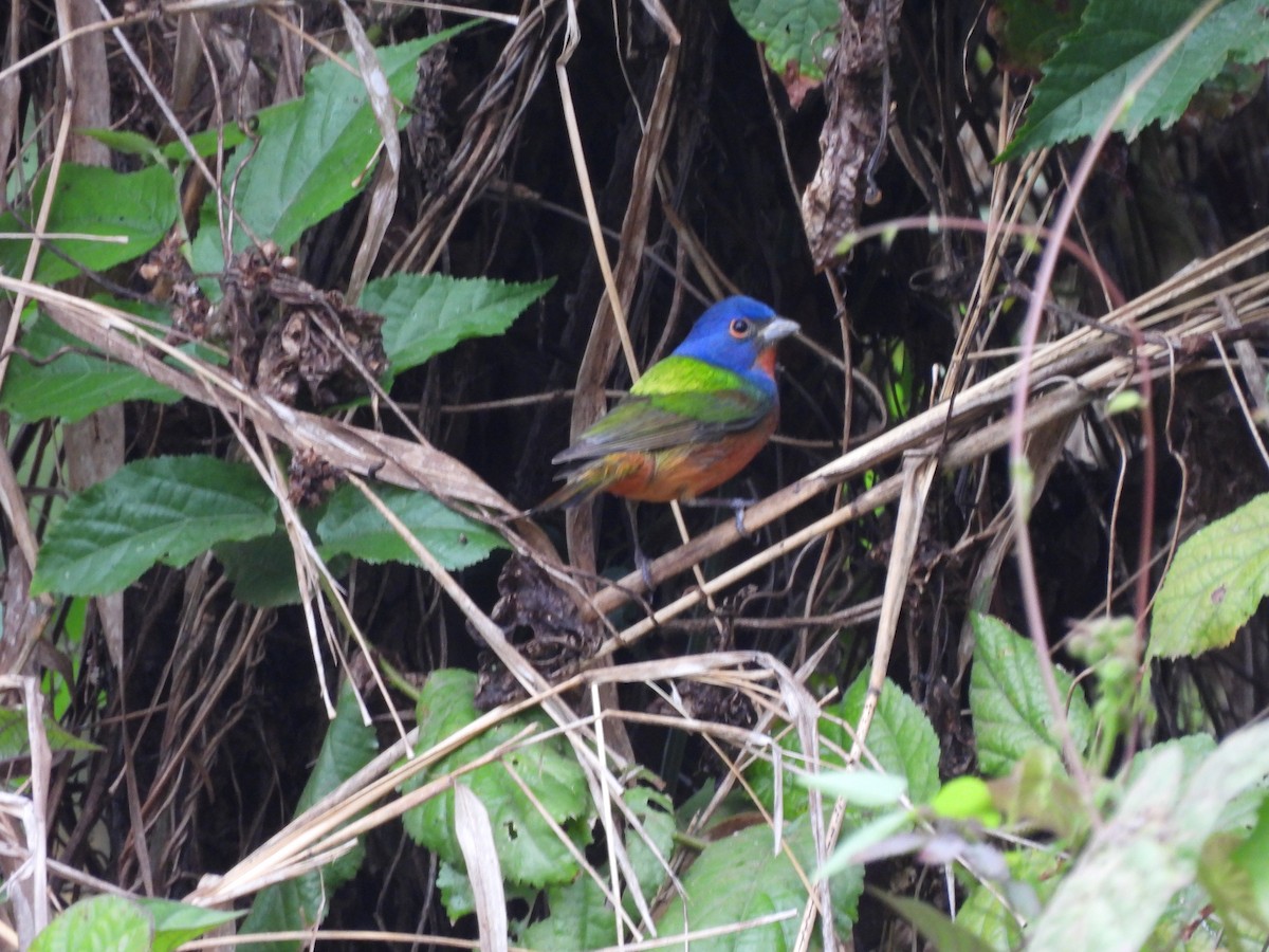 Painted Bunting - ML614911712