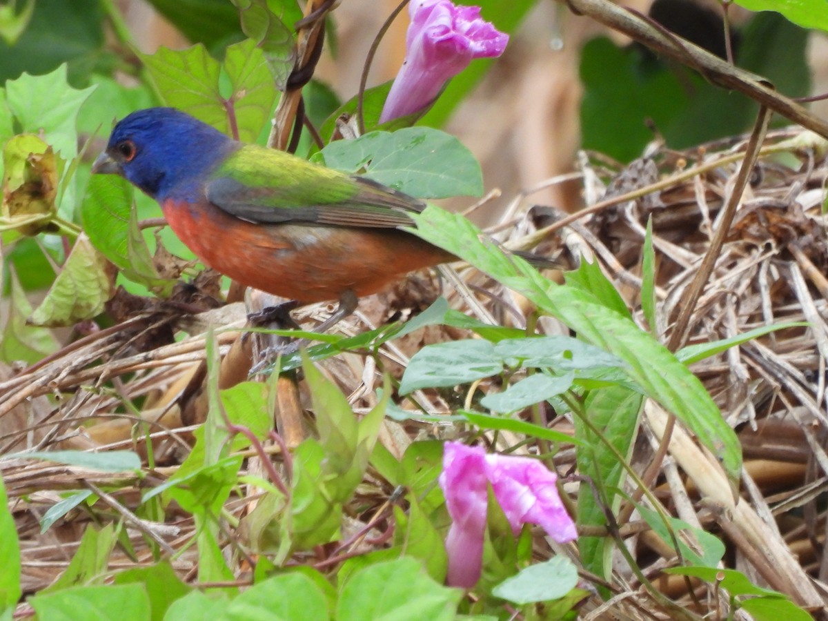 Painted Bunting - ML614911716