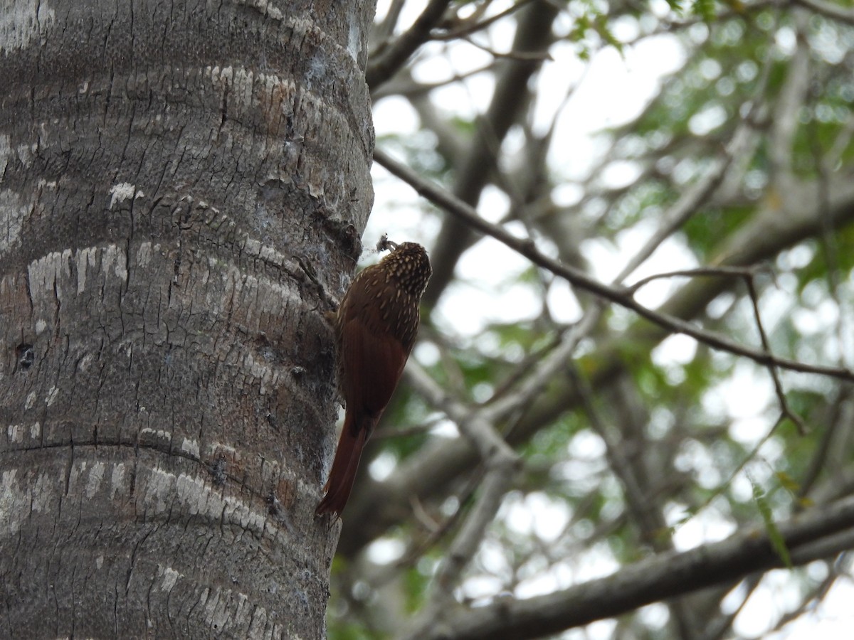 Ivory-billed Woodcreeper - ML614911760