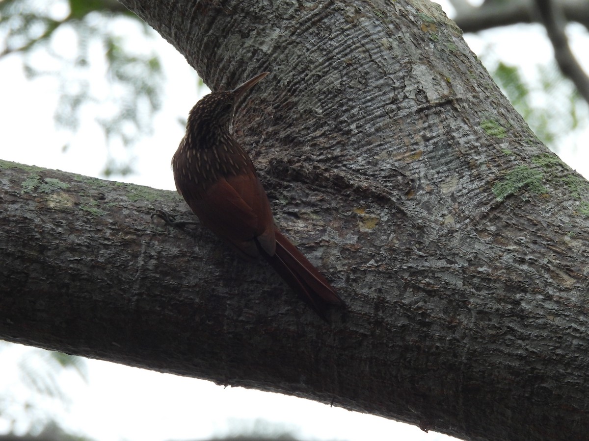 Ivory-billed Woodcreeper - ML614911761