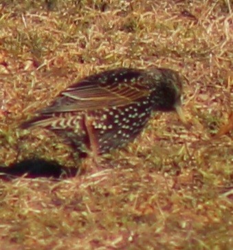 European Starling - ML614911789