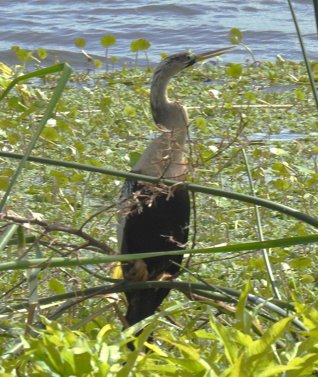 Anhinga d'Amérique - ML614911799