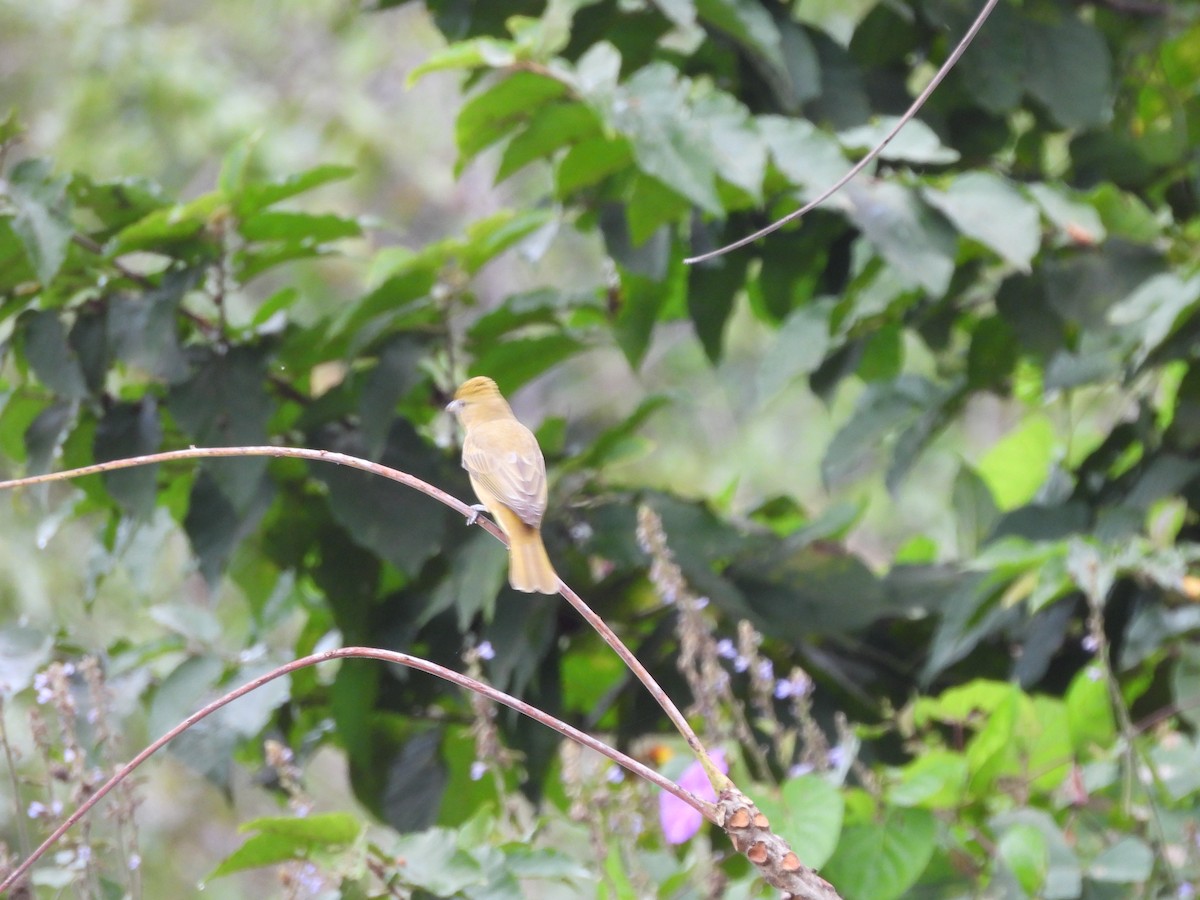 Summer Tanager - ML614911822