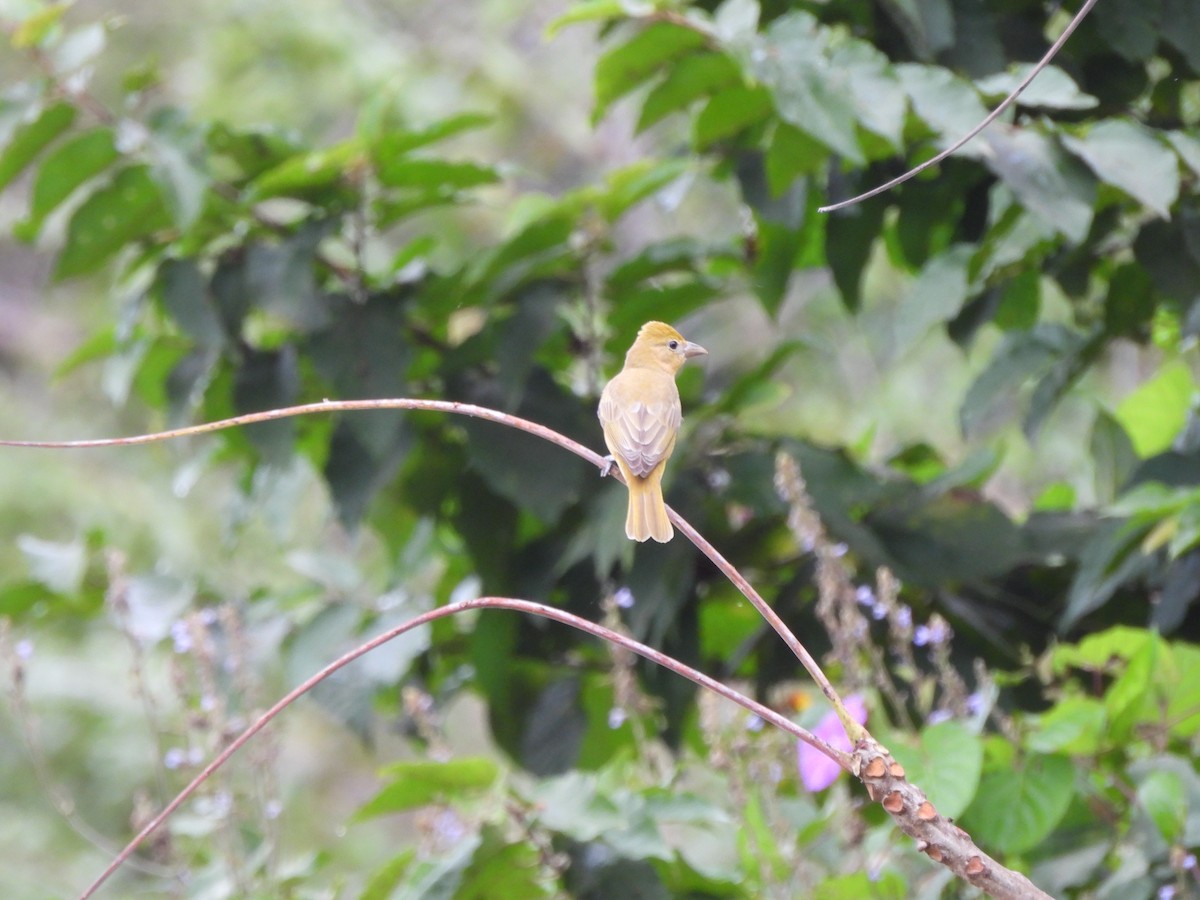 Summer Tanager - ML614911823